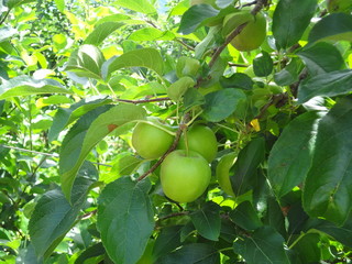 Bunch of green apples in a garden in Italy