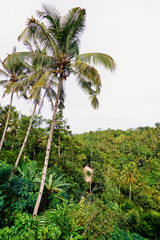 Fototapeta na wymiar Barely visible rooftop peeking through lush jungles and huge palm trees.