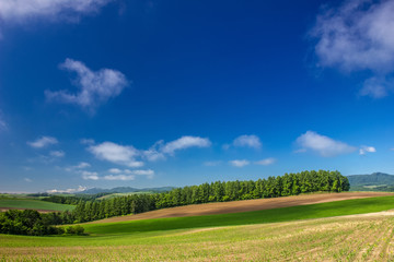 美瑛の雄大な風景