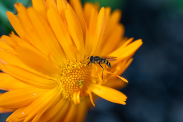 Schwebfliege an wunderschöner Blüte