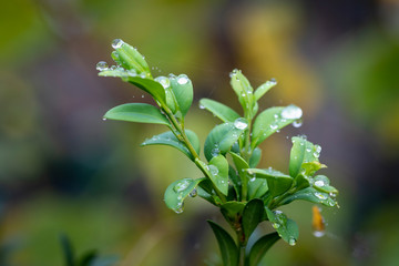Regentropfen im Herbst an Blättern