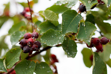 blue and red garden plant berries in raindrops