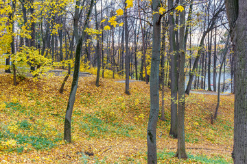 Hillside in city park strewn with yellow leaves. Nature landscape in autumn day