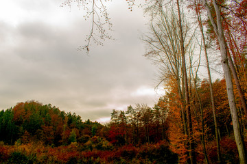 Jesień, odloty ptaków , liście, drzewa, las. © Jacek