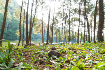 Pine tree on grass.