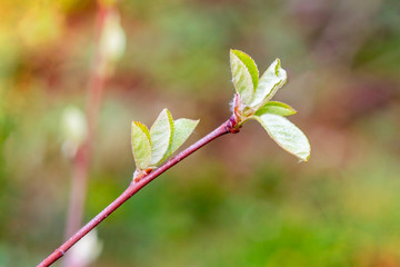 Tree branch with green leaves on light bokeh background in spring.