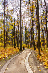 Fototapeta premium Winding path among tall trees with golden leaves in sunlight. View of city park in sunny autumn day