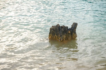 Old rotten stump in wave water