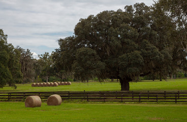 Bales of hay on a Florida ranch © Tsado