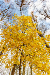 Maple tree with yellow leaves against blue sky with white clouds in sunny autumn day