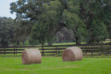 Bales of hay on a Florida ranch