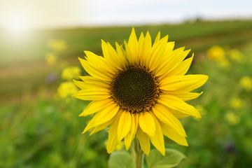 Fototapeta premium Sonnenblume im wunderschönen Rapsfeld