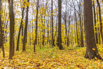 Fototapeta premium Forest in sunny autumn day. Trees with golden leaves in sunlight