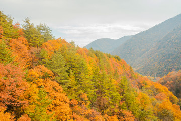 Fototapeta premium Beautiful autumn leaves of Takase in omachi district, Nagano PrefectureJapan.