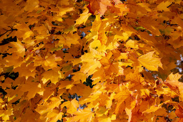 Orange and yellow autumn marple leaves texture background.