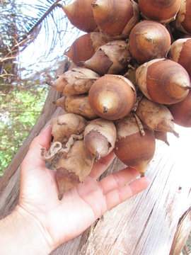 cacho de coco baba&ccedil;o