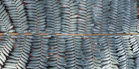 Textura de folha de samambaia