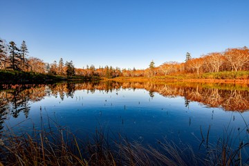 reflection of trees in lake