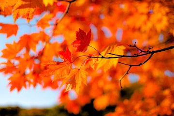 autumn leaves on tree