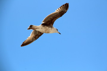 Möwe vor blauem Himmel