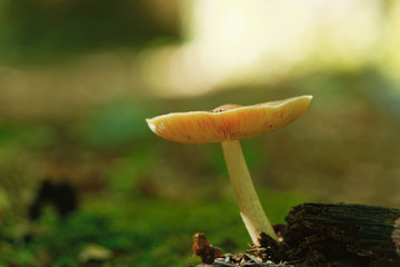 Amanita Phalloides commonly known as Death Cap in the wild at Polonezkoy in Istanbul.