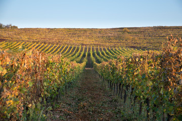 Fototapeta na wymiar White wine with barrel on vineyard in Chianti, Tuscany, Italy