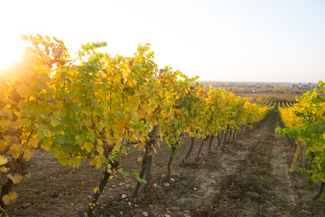 White wine with barrel on vineyard in Chianti, Tuscany, Italy