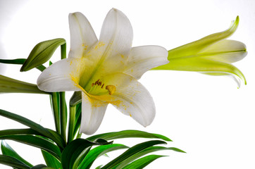 Closeup of White Easter Lily (Lilium longiflorum) against a white background.