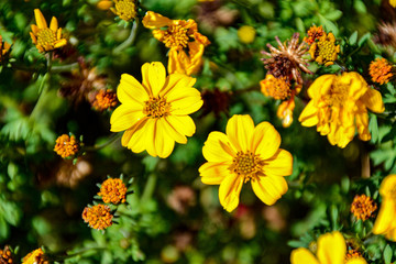 Blume Gelb mit Biene / flotter yellow with bees