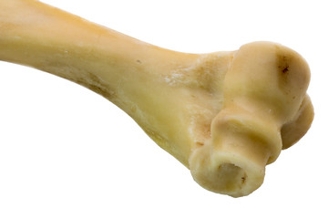 Femur bone of cow  isolated on a white background