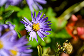 Blume lila Blüte im Garten
