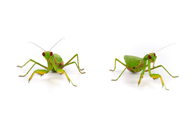 green mantis stands on a white background