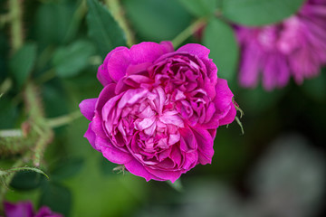 rose / cultivars / James Veitch / ジェームズヴィッチ