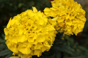Two yellow french marigold flowers
