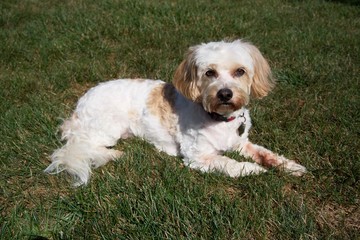 Cute Cavachon dog laying in grass