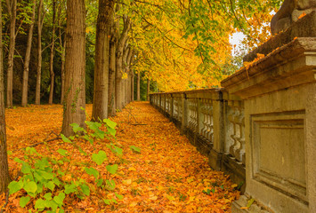 a colorful autumnal underwood /a carpet of leaves covers an avenue of a park in autumn