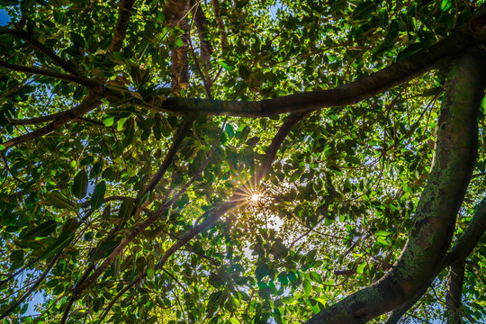 Sun rays through Moreton bay fig tree