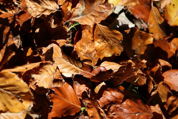 Feuilles aux couleurs d’automne