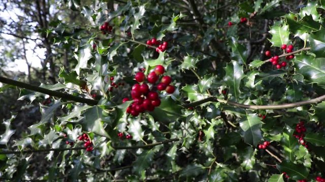 Red Holly Berries In Green Leaves Autumn Season