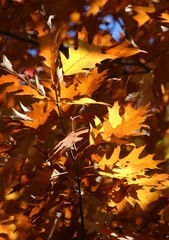 Feuilles aux couleurs d’automne