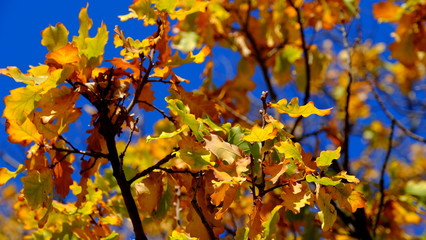  Oak branches with yellow leaves. Autumn background for the designer