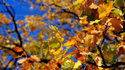  Oak branches with yellow leaves. Autumn background for the designer
