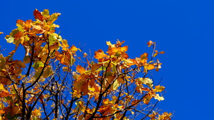  Oak branches with yellow leaves. Autumn background for the designer