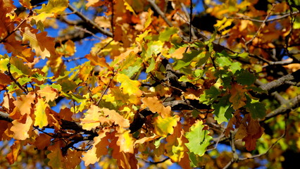  Oak branches with yellow leaves. Autumn background for the designer