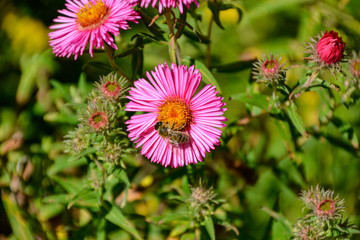 Aromatische Aster / Blumen in Lila Rosa / Blumenmeer / Garten / Gartenparadies /Natur  mit Bienen / Beet