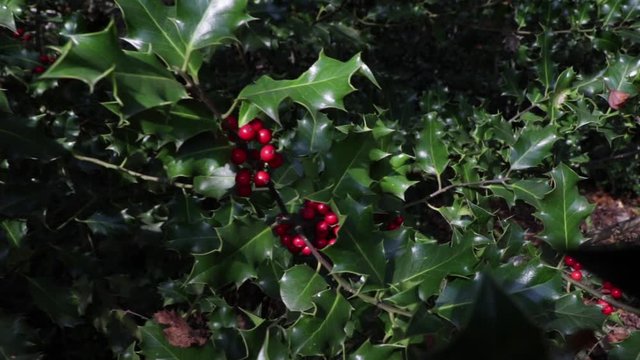 Tracking In To Red Holly Berries In Green Bush Autumn Season