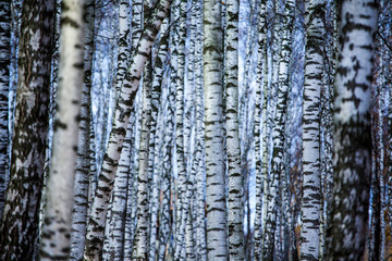 birch tree blue sky background 