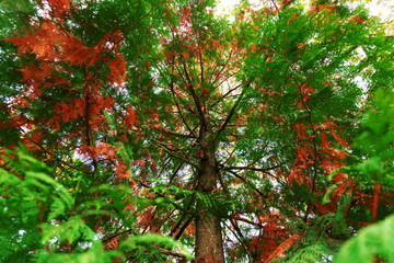 Autumn landscape. Close-up of a tree with colorful foliage in the autumn forest
