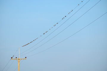 many birds on the electric wire