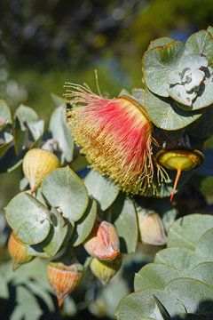 View Of A Rose Mallee Eucalyptus Flower In Australia